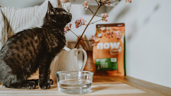 NOW FRESH - Blog - Black kitten with cherry blossom and water dish