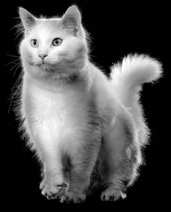 White cat against black background