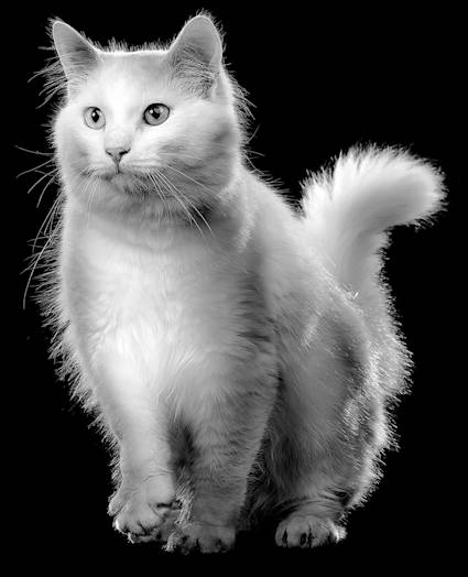 White cat against black background