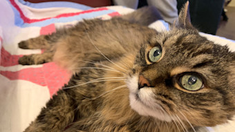 success story cleo the cat 3