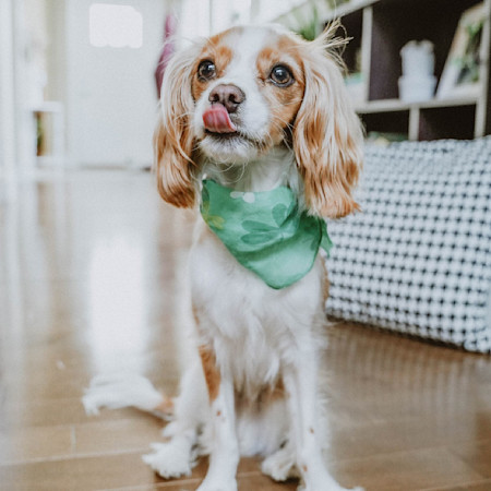 Cavalier King Charles Spaniel wearing green bandana