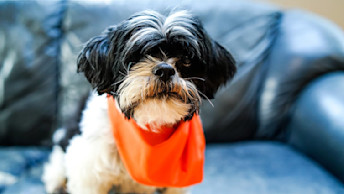 Shih Tzu dog on couch wearing orange bandana