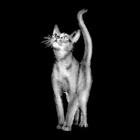 GO-SOLUTIONS-Product-Pet-Image-Cat-Turkey