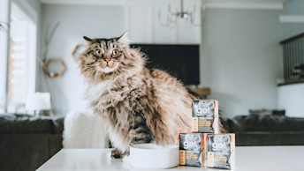Fluffy cat sitting on counter with dish and GO! SOLUTIONS Tetra Paks stacked in a pyramid