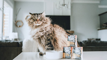 GO-SOLUTIONS-grey-cat-sitting-on-counter-top-with-tetra-pak-pyramid-stack