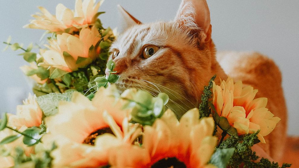 Cat with head in flowers