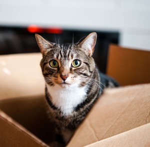 猫咪坐在箱子里看着镜头