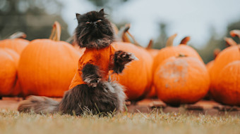GS - In-Blog Image - Black Cat at Pumpkin Patch