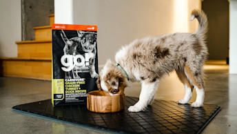 GO-SOLUTIONS-Blog-Puppy-getting-used-to-schedule