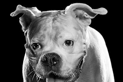 Black and white American Bulldog