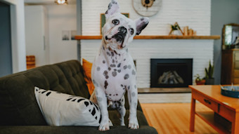 French Bulldog standing up on couch