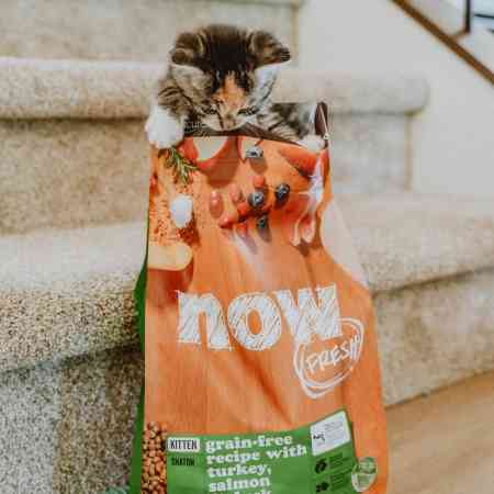 Kitten on stairs climbing into bag of NOW FRESH kibble