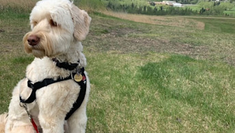 Poodle dog wearing harness in grassy field