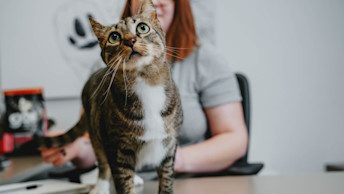 Brown cat sitting on desk looking up