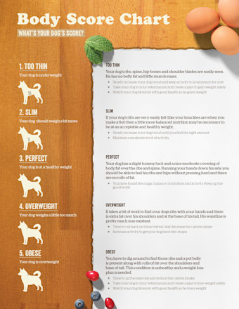 NOW FRESH - In-Blog Image - Dog body score chart
