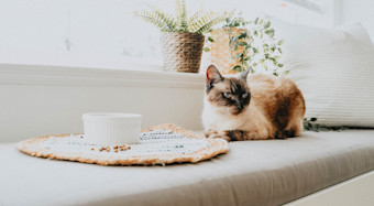 NF - In blog Image - cat on counter in sunbeam