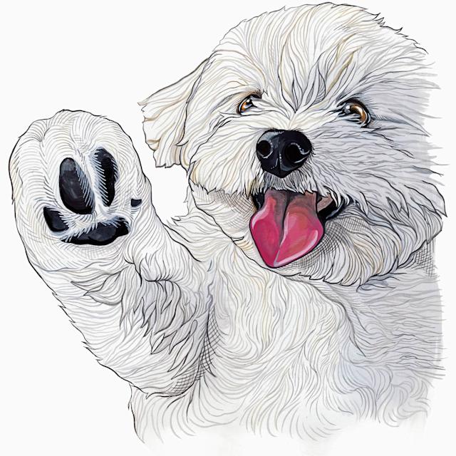Malti dog illustration