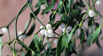 Mistletoe