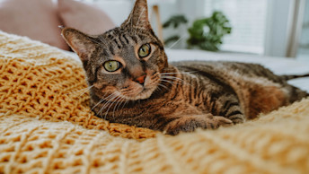 Brown tabby cat laying in yellow blanket on the bed