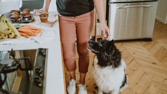 Border Collie in kitchen beside counter with muffins, bananas and carrots