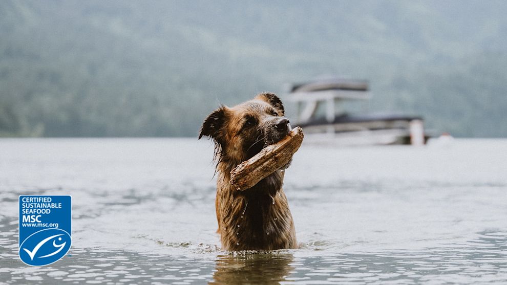Dog carrying stick in lake