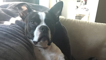 Dude the Boston Terrier