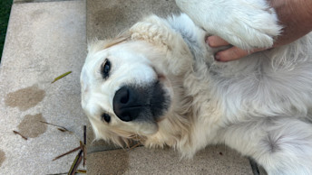 Golden Retriever getting belly rubs