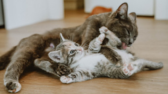Kitten playing with adult cat