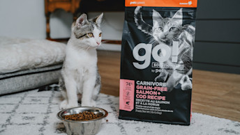 Small cat looking at GO! kibble bag in living room behind bowl