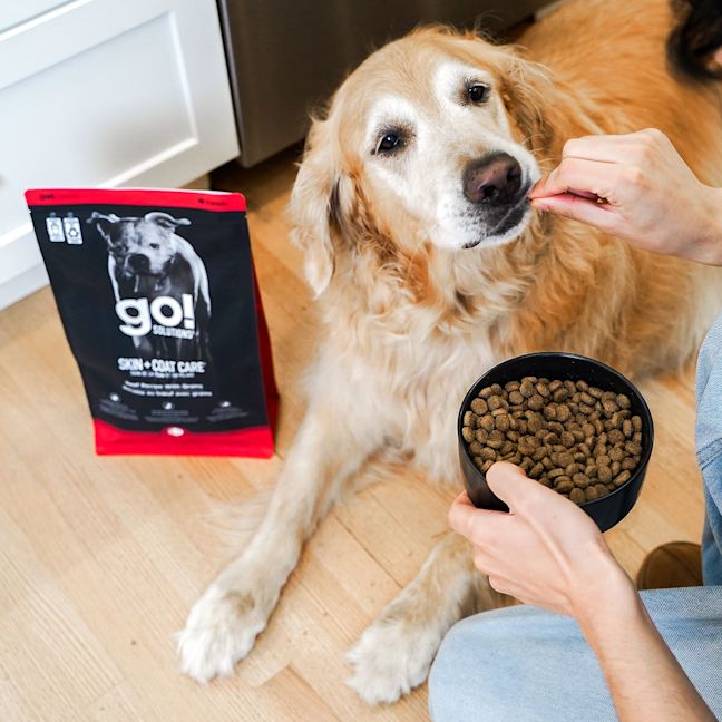 Senior Golden Retriever dog being fed Go! Solutions Skin + Coat Care Beef kibble