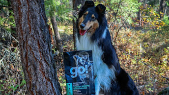 Collie dog in forest with GO! kibble bag