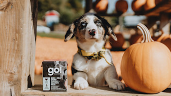 GS - Blog - Black and White Dog Beside Pumpkin