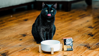 GS - Blog - Cat_Tetra_Duck_Lick_Feeding_0820