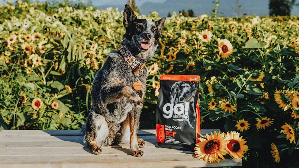 Blue Heeler dog with paw up and bag of Go! Solutions kibble in sunflower field
