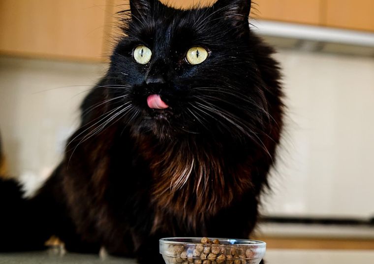 Black long haired cat on kitchen counter eating kibble