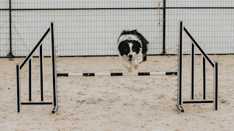 Dog leaping over barrier in agility course