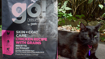 Black cat sitting outside beside GO! SOLUTIONS kibble bag