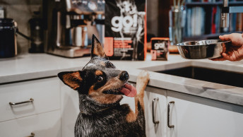Blue Heeler dog with paws on kitchen counter