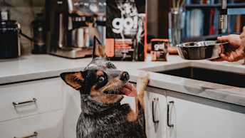 GO-SOLUTIONS-cattle-dog-with-paws-on-counter-with-carnivore-kibble-and-wet-food