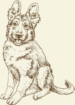 German Shepard puppy illustration