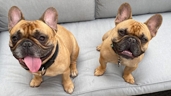 Two French Bulldogs sitting on patio furniture