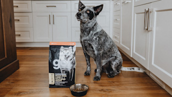 Grey heeler dog sitting in kitchen with GO! SOLUTIONS CARNIVORE Lamb + Boar Recipe bag and bowl