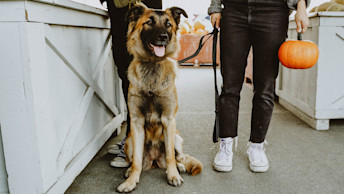 NOW-FRESH-Blog-Dog-and-owner-at-farmers-market