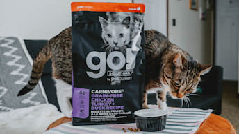 Cat with bowl of Go! Solutions Carnivore kibble on table