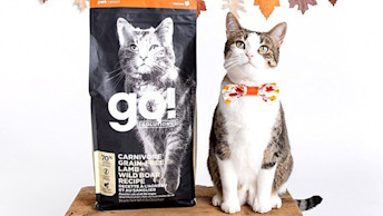 Cat wearing bow tie sitting beside bag of GO! SOLUTIONS cat food