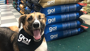 Brown dog in store beside GO! bags winking at camera