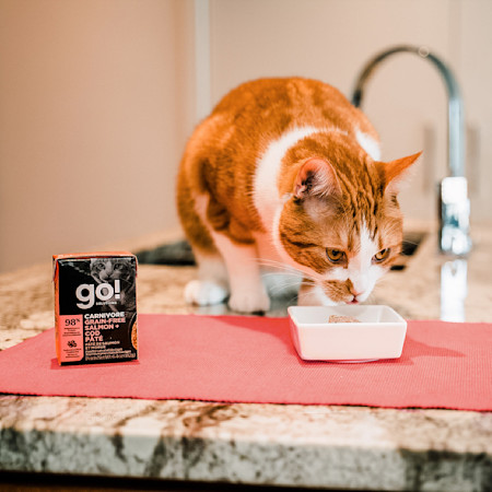 Orange cat eating GO! SOLUTIONS CARNIVORE Grain-Free Salmon + Cod Pâté