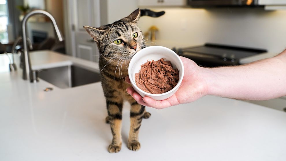 Cat sniffing at bowl of wet cat food