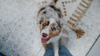 Happy puppy at owner's feet