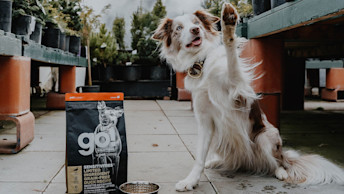 Dog giving high five surrounded by plants